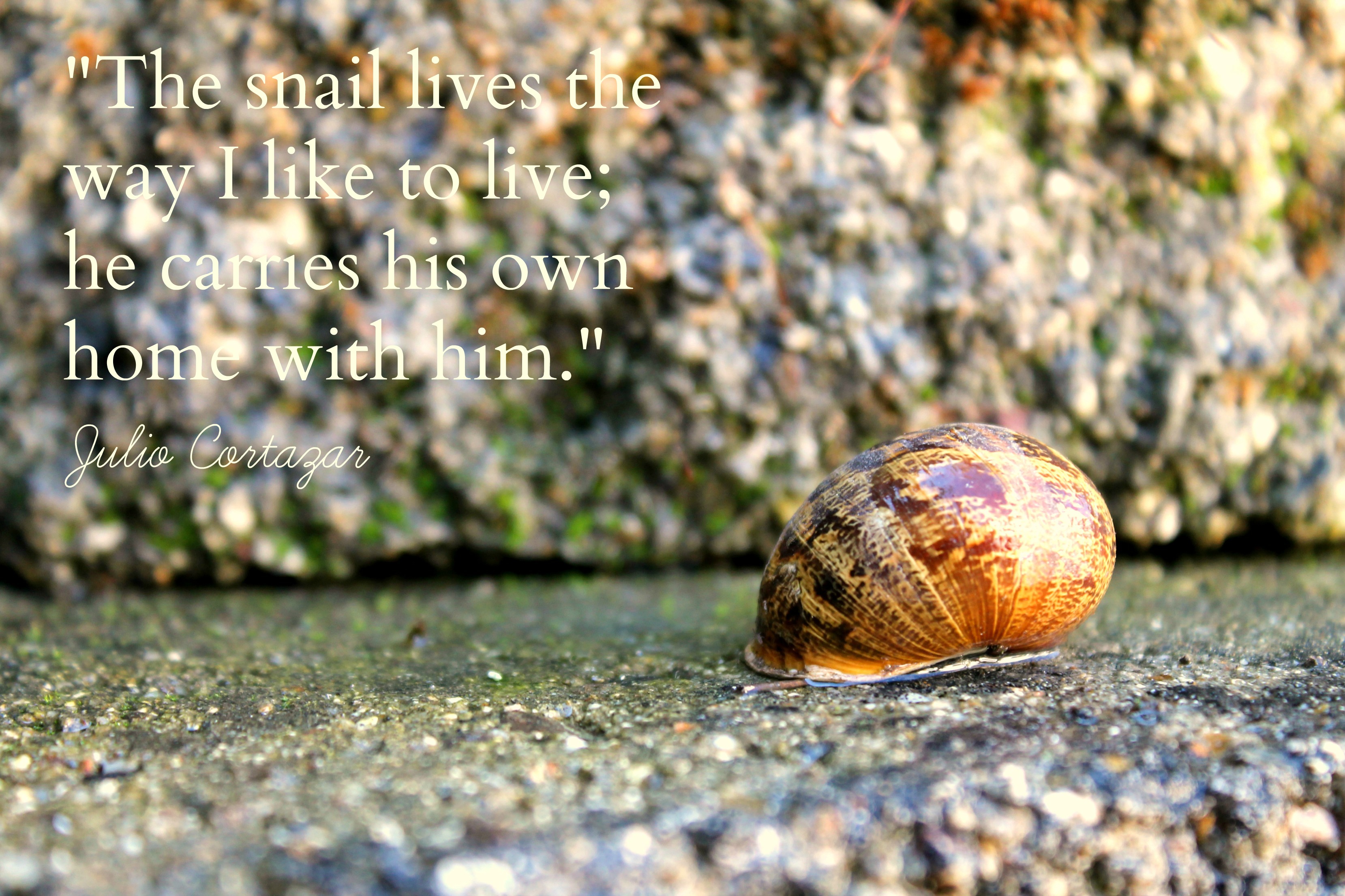 snail with quote